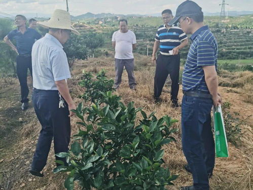 科技服務(wù)助力振興 第93批中國博士后科技服務(wù)團(tuán)在贛州寧都開展技術(shù)服務(wù)紀(jì)實(shí)